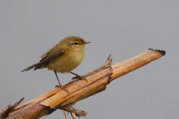 暴雨中的小鳥們