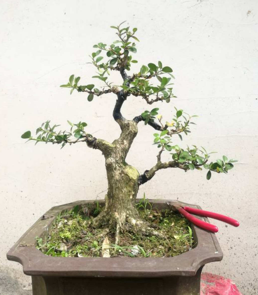 1種“天然矮”的植物,無需矮化,打造天然的瓜子黃楊盆景 1種“天然矮”的植物,無需矮化,打造天然的瓜子黃楊盆景