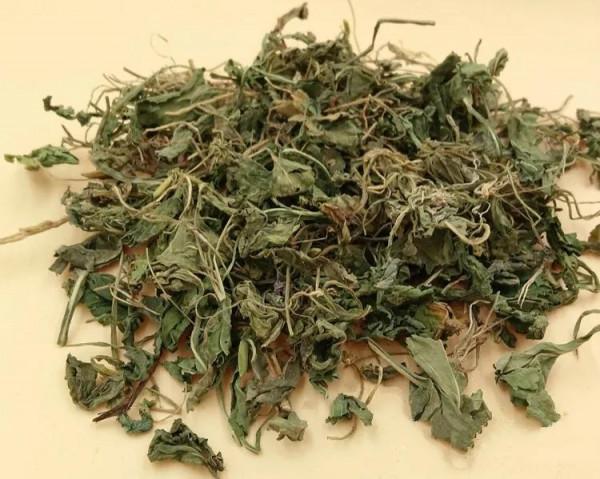 每日中藥——紫花地丁