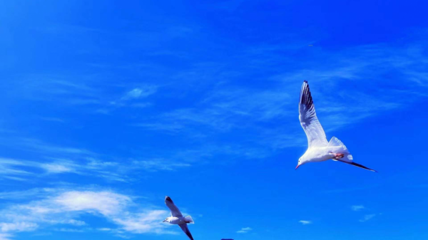 快來，瀘沽湖的冬日精靈，想和你交個朋友！
