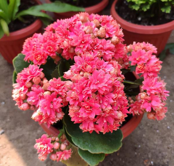 買到長壽花小苗，不要讓它開花，做好這幾步，讓它花量“翻幾倍”