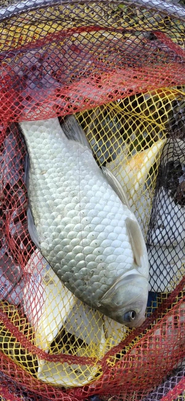 冬釣好餌,價格貴但可以爆漁護,值得用的蝦泥釣餌 冬釣好餌,價格貴但可以爆漁護,值得用的蝦泥釣餌