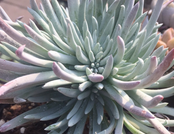 養仙女杯多肉愛杜麗絲,3個細節把控好,莖葉茂盛又美麗 養仙女杯多肉愛杜麗絲,3個細節把控好,莖葉茂盛又美麗