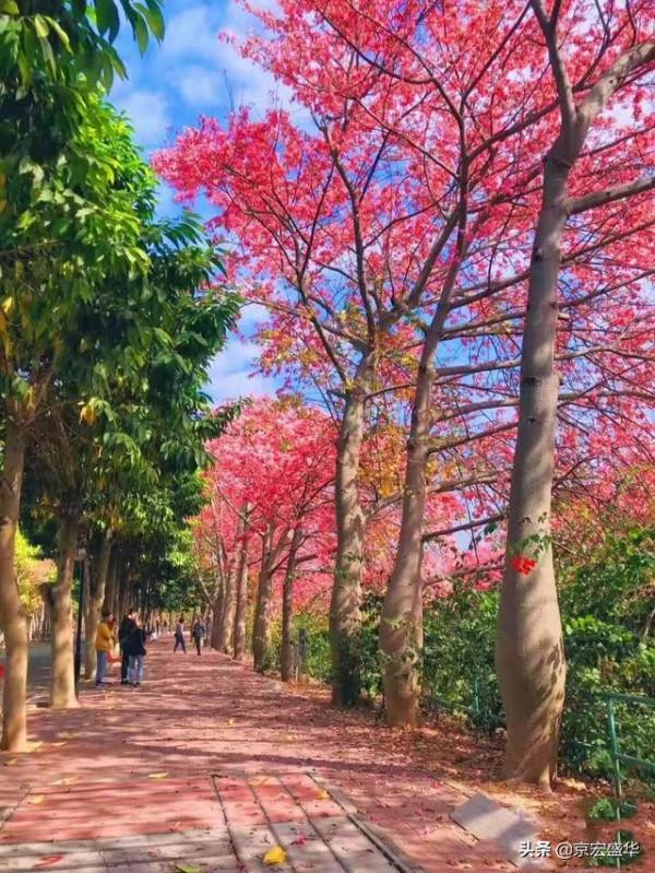 廣東大冬天路邊怒放的花，太美了！忍不住停下腳步觀賞