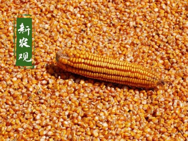 玉米跌勢慘重,新玉米行情會不會“泡湯”?慘跌中有3個“希望” 玉米跌勢慘重,新玉米行情會不會“泡湯”?慘跌中有3個“希望”