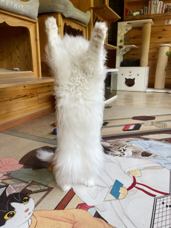 逗貓棒?都快把貓玩成花啦 逗貓棒?都快把貓玩成花啦