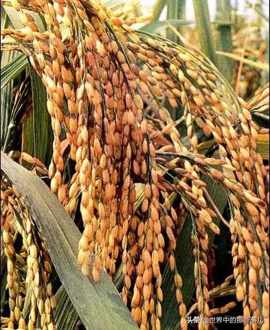 中國原來有這麼多的產品和技術領先世界？你都知道嗎？來了解下