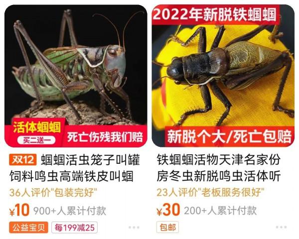 一年賣掉3000只狐狸，貓狗已經滿足不了95後的“野心”