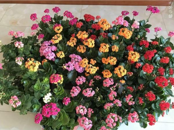 買花也要注意辨別“坑”,才能挑到好花,花開爆盆 買花也要注意辨別“坑”,才能挑到好花,花開爆盆