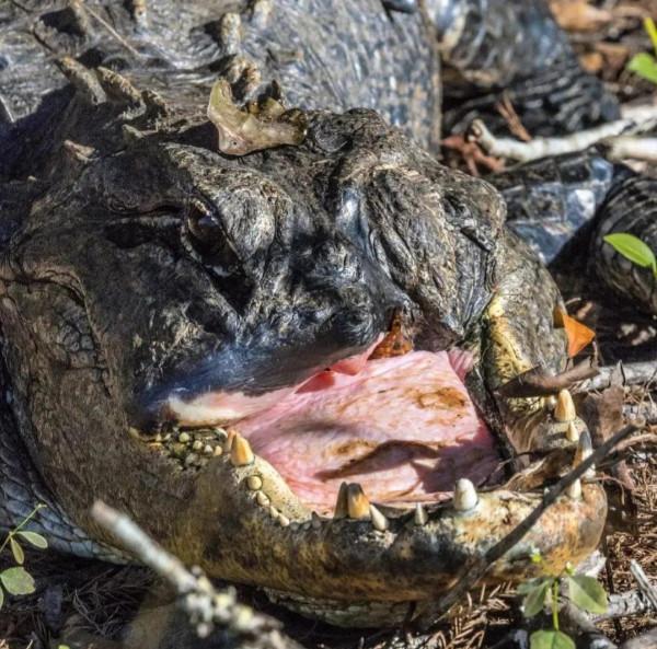動物奇葩瞬間抓拍，真是無與倫比的美麗和奇異，讓人驚豔