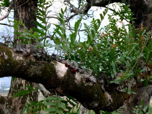 農村一種“爬巖姜”，以往樹上“成災長”，如今知其珍貴卻少見了