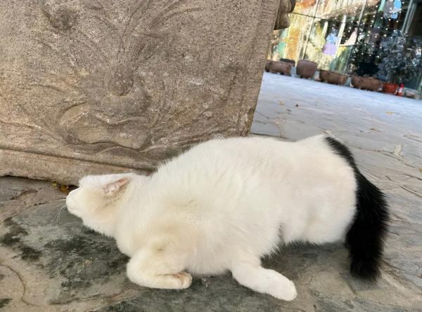 你能全答對，算我輸