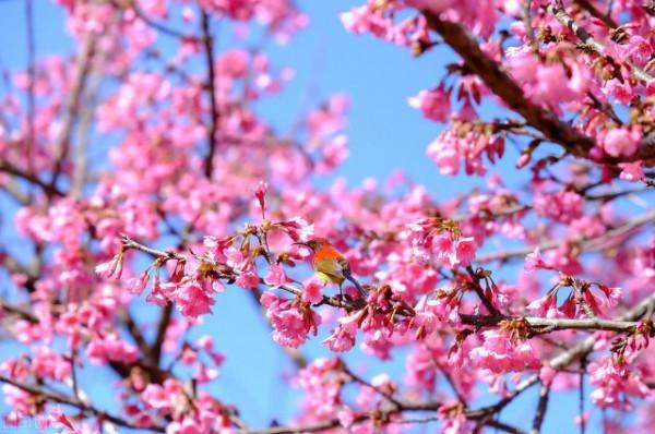 連當地人都不知道的21個冷知識，您瞭解多少呢？（日本篇）