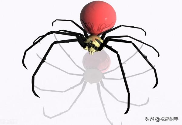毒蜘蛛-五毒之——蜘蛛毒液,你應該瞭解的毒性知識(一)習性篇 毒蜘蛛-五毒之——蜘蛛毒液,你應該瞭解的毒性知識(一)習性篇