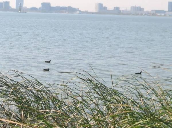 候鳥遷徙高峰 東灘群鳥雲集觀鳥正當時 候鳥遷徙高峰 東灘群鳥雲集觀鳥正當時