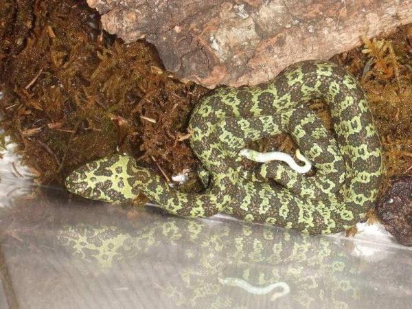 它怎麼就比大熊貓還珍貴?它就是莽山烙鐵頭 它怎麼就比大熊貓還珍貴?它就是莽山烙鐵頭