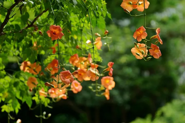 你在哪天出生，就是哪朵花，美到極致