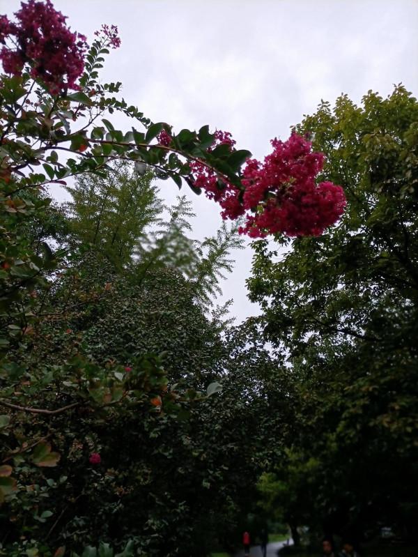 週末遛娃好去處，中科院植物研究所