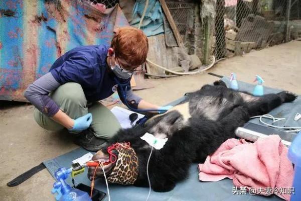 熊在殘酷的膽汁農場被關押了20年在戲劇性的救援後獲得了新的生命