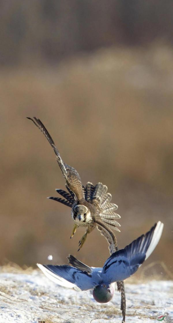 遊隼：鳥類的衝刺冠軍