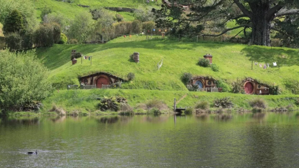 這誰敢相信：在紐西蘭，一頭海豹竟然遊進了旅遊勝地霍比屯