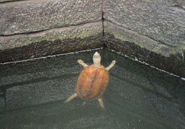 古人打井後,為何要在井中放2條魚或烏龜?老祖宗的智慧讓人欽佩 古人打井後,為何要在井中放2條魚或烏龜?老祖宗的智慧讓人欽佩