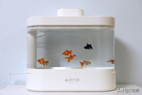 小魚缸也有高配置，畫法幾何智慧兩棲生態底濾缸初體驗