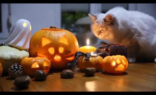 好玩貓咪萬聖節的貓咪南瓜燈