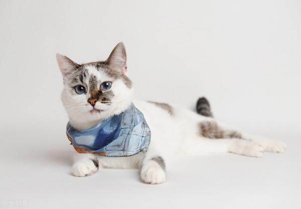 養寵物貓和田園貓，哪一個更“省心”？