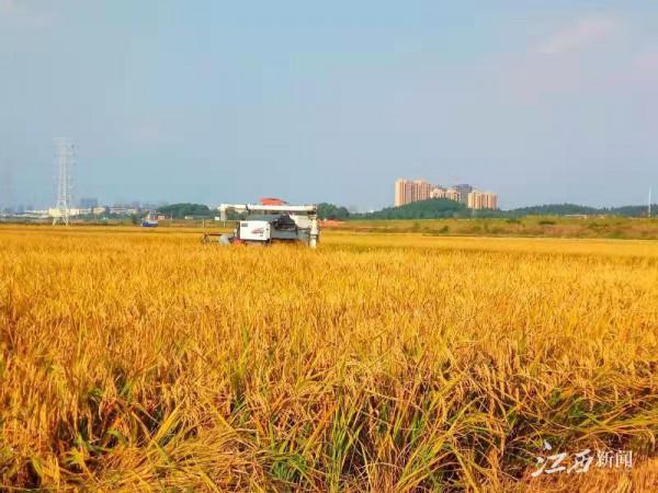 金色田園 豐收畫卷