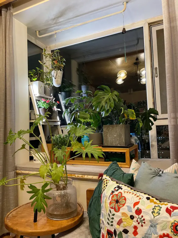 家裡有片雨林是什麼樣的體驗？帶你走進我的室內花園