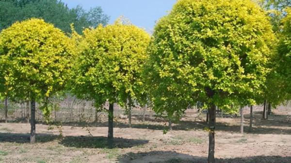 北方彩葉樹種金葉複葉槭 北方彩葉樹種金葉複葉槭