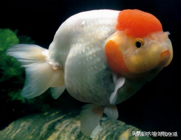 新手養魚的3個小技巧，分享給大家