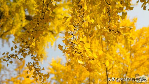 江淮著名的千年古剎 位於國家歷史文化名城 是安徽最美銀杏觀賞地 江淮著名的千年古剎 位於國家歷史文化名城 是安徽最美銀杏觀賞地