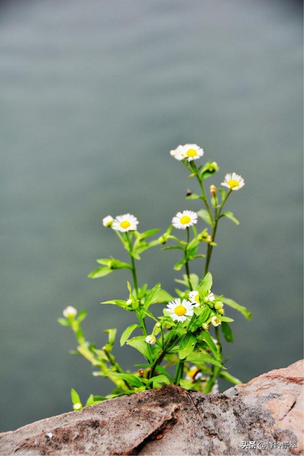 石 縫 中 的 小 花｜|張維民