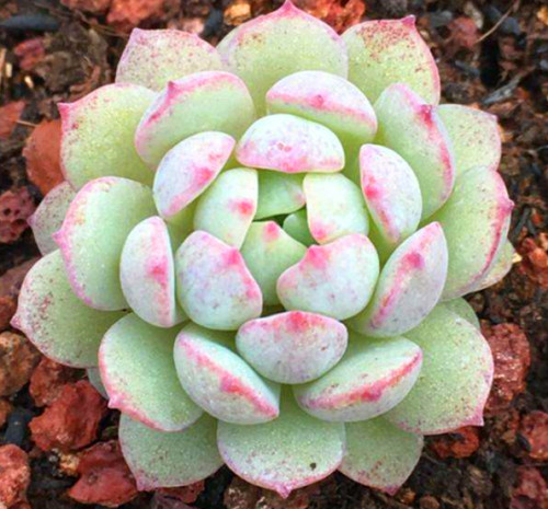 多肉品種：小雪衣、小球玫瑰、狂野男爵、墨西哥雪球、卡爾夕科拉