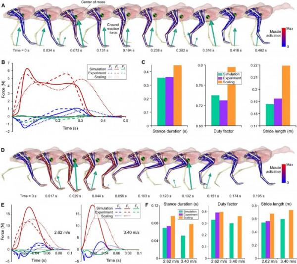 研究稱一些恐龍可能擺動它們的尾巴來幫助它們移動 研究稱一些恐龍可能擺動它們的尾巴來幫助它們移動