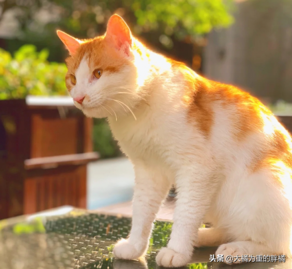 小區唯一一隻流浪貓，業主揚言把它“安樂死”，女孩的回覆真霸氣