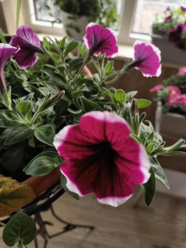 教你用花草走出emo