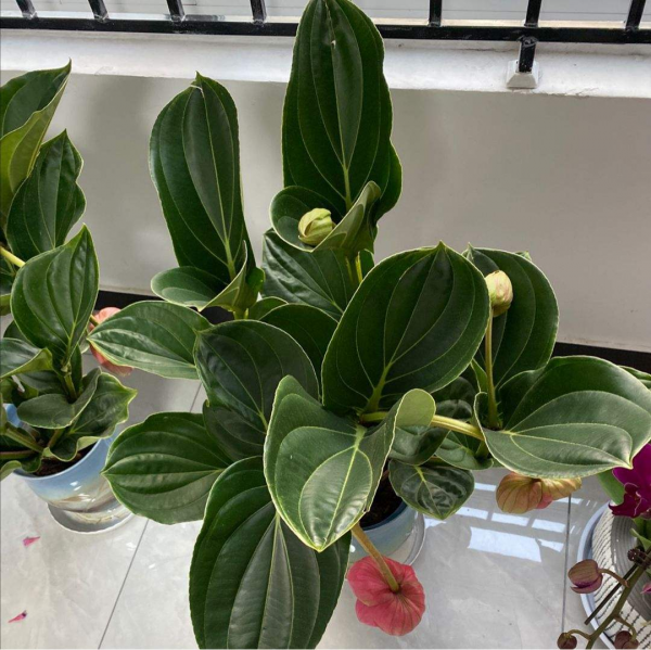 8種“貴族花”，實在太奢侈，動輒上千元，家裡有礦才敢買