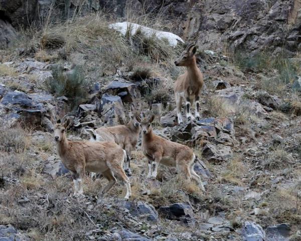 新疆東天山出現成群的北山羊,在山間上躥下跳覓食,超愛舔巖壁 新疆東天山出現成群的北山羊,在山間上躥下跳覓食,超愛舔巖壁