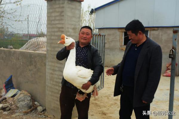 新鮮:農民租玉米田養大鵝,有人拍手叫好,有人擔心玉米減產 新鮮:農民租玉米田養大鵝,有人拍手叫好,有人擔心玉米減產