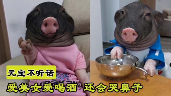 小豬因為愛喝酒愛哭鼻子，逆襲成網紅！呆萌可愛萌翻網友