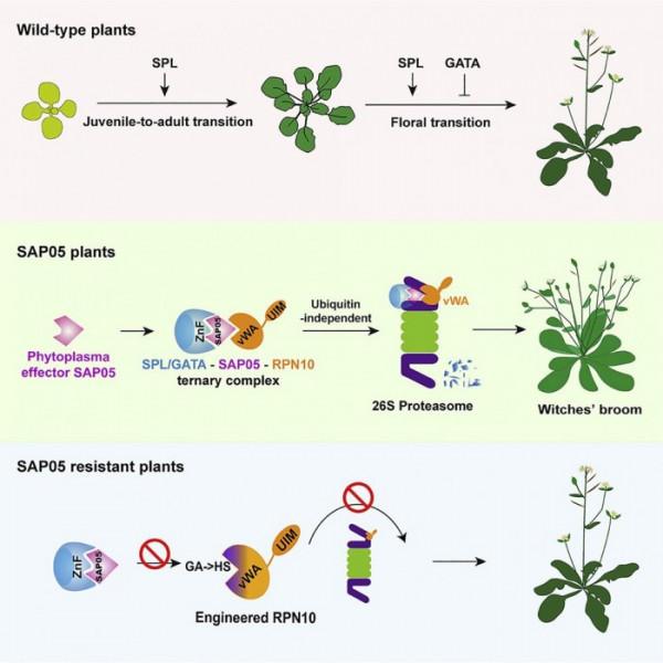 科學家已經確定了植原體產生劫持植物發育的操縱分子