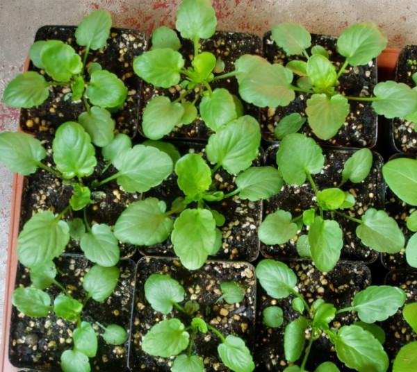 9種漂亮花,越冷越要曬太陽,控水薄肥,才能開得“奼紫嫣紅” 9種漂亮花,越冷越要曬太陽,控水薄肥,才能開得“奼紫嫣紅”