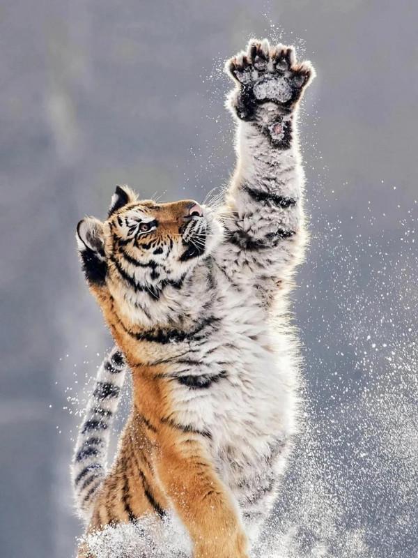 圖片分享：千姿百態的虎照來了，實屬精彩，值得收藏