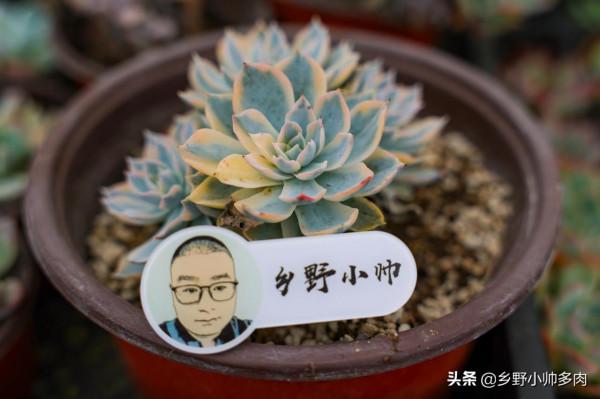 陽臺黨養肉方式淺談,想要多肉長得好,首先應該避開的幾個誤區 陽臺黨養肉方式淺談,想要多肉長得好,首先應該避開的幾個誤區