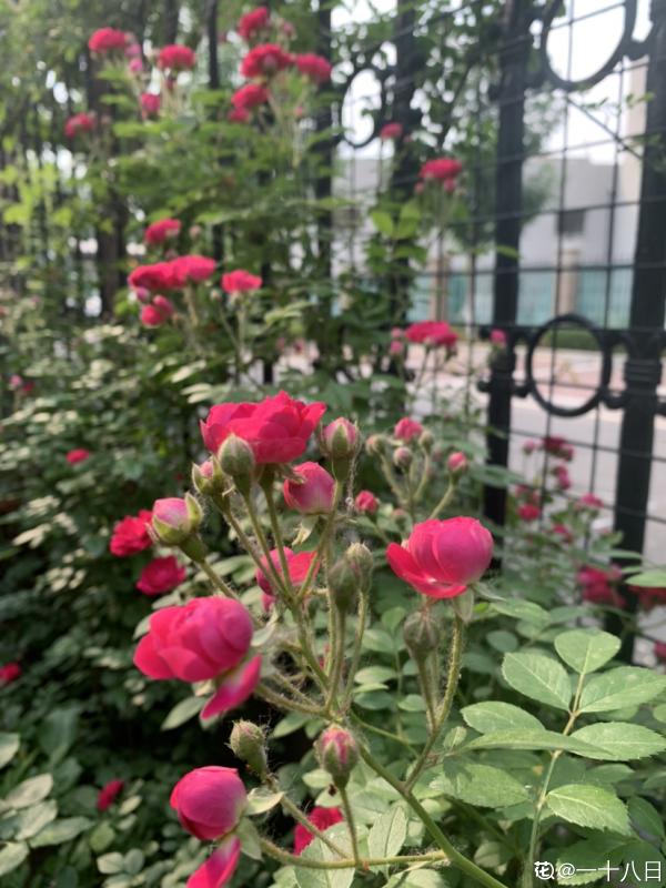 想打造花海瀑布，養1種花就夠了，開花爬滿整面牆