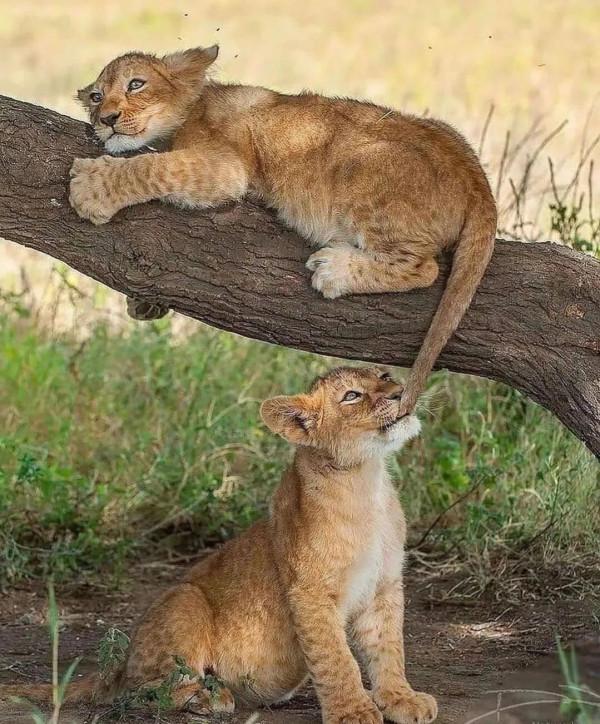 動物界中的龐然大物抓拍,都是動物界中的扛把子,無比壯觀震撼 動物界中的龐然大物抓拍,都是動物界中的扛把子,無比壯觀震撼