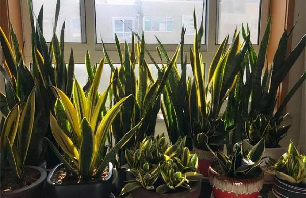 十月養這“6種花”，建議窮養，多曬少管，栽小盆更利於生長